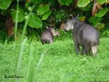 Tapirs near LagunaVista